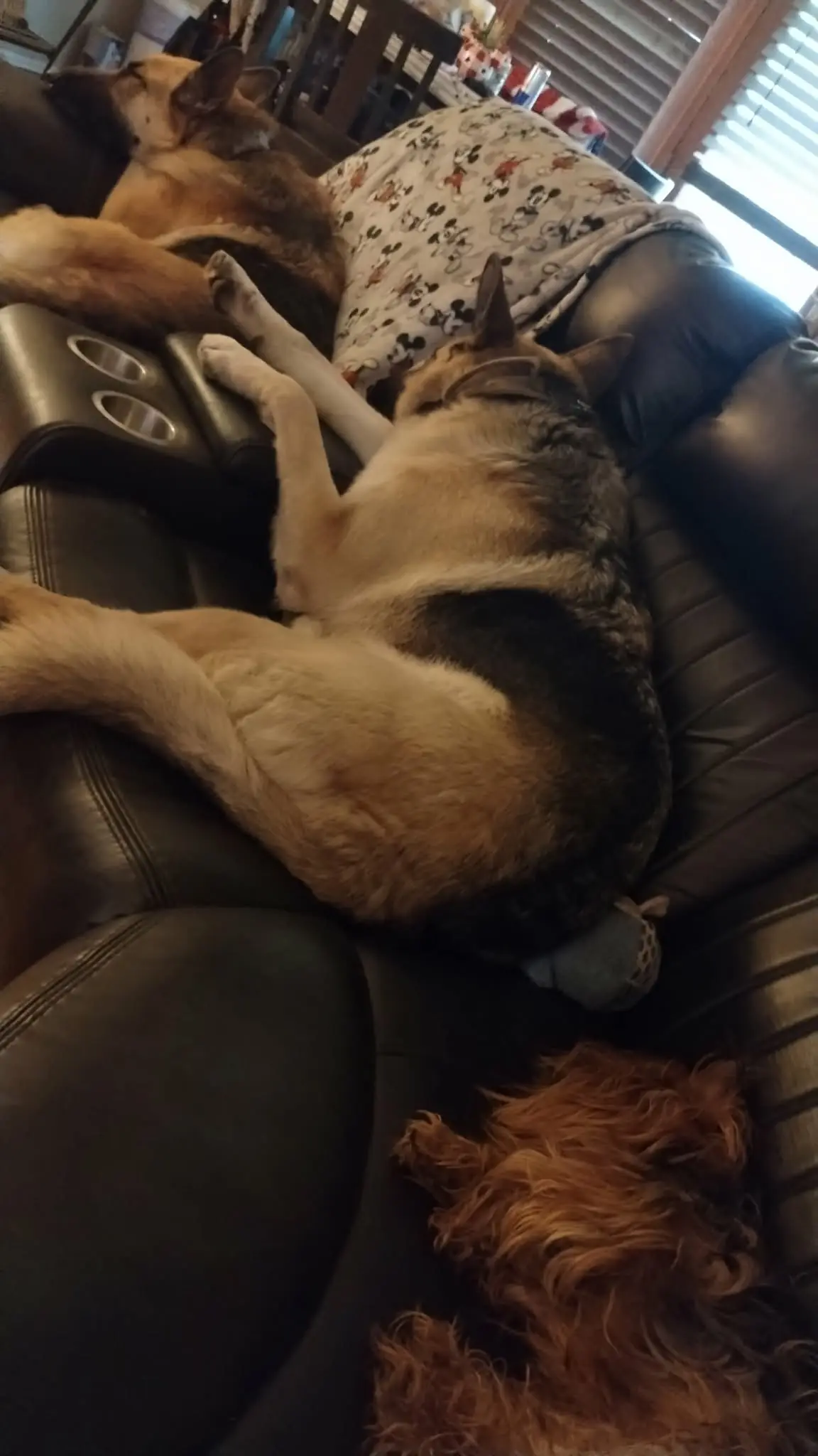 A dog curled up comfortably in a favorite chair.