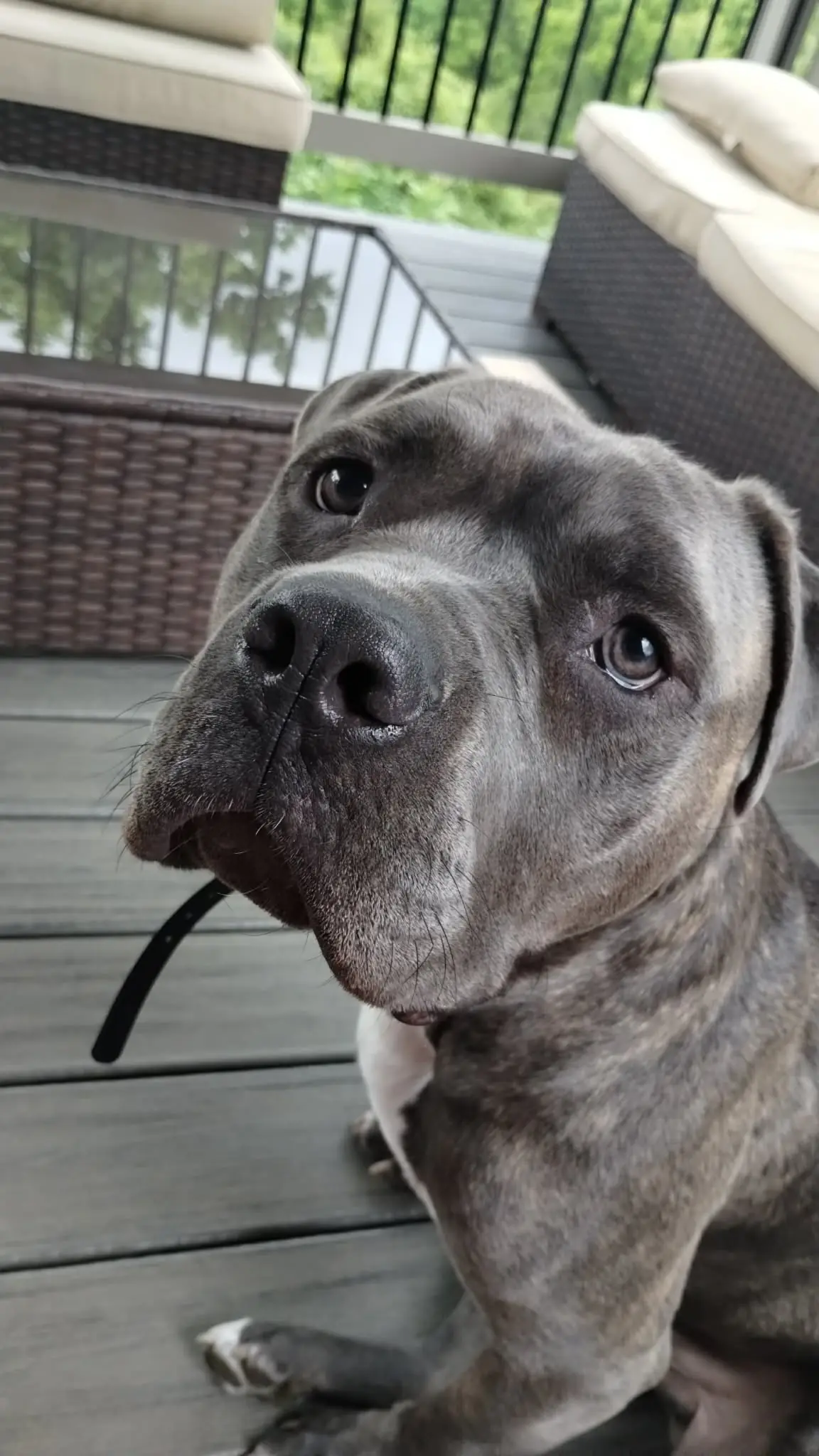 A gray dog looking up with bright, gentle eyes.