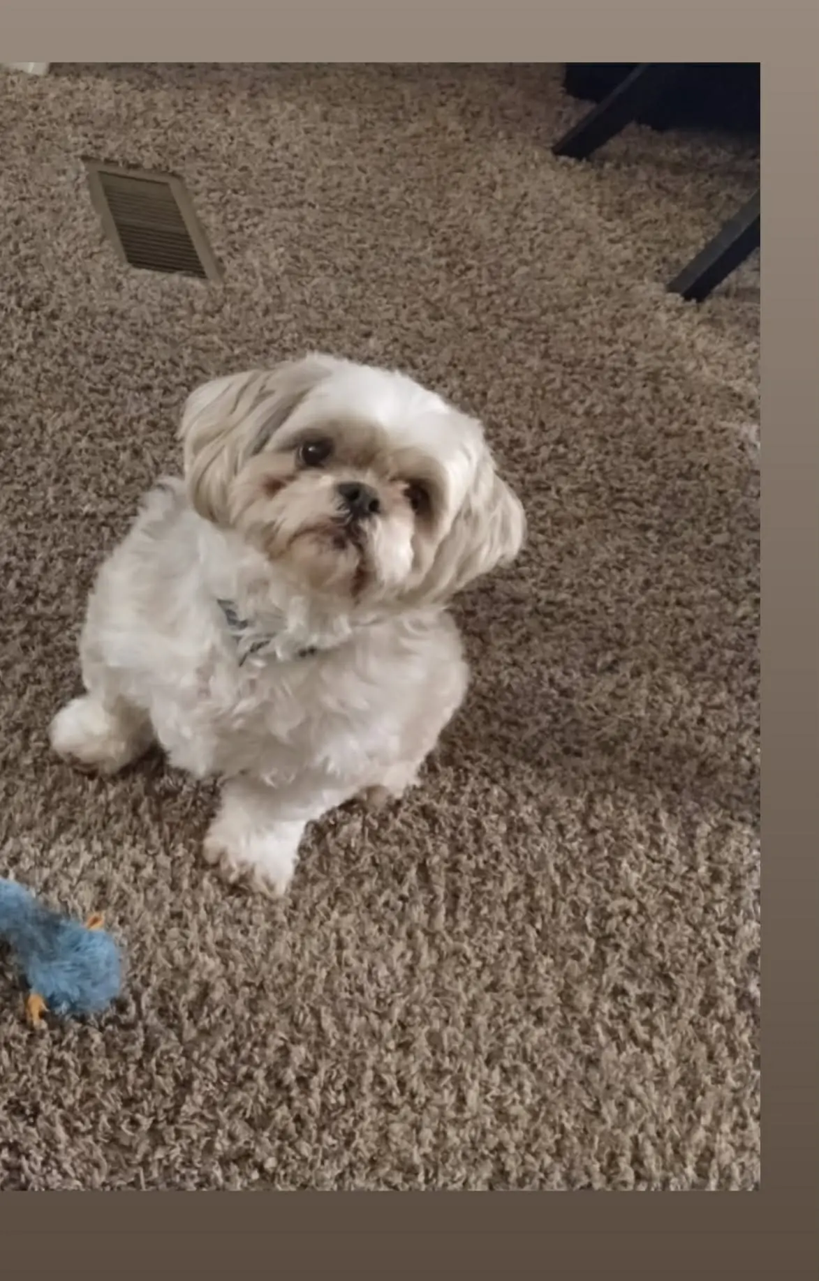 A small white dog sitting attentively on a carpet.