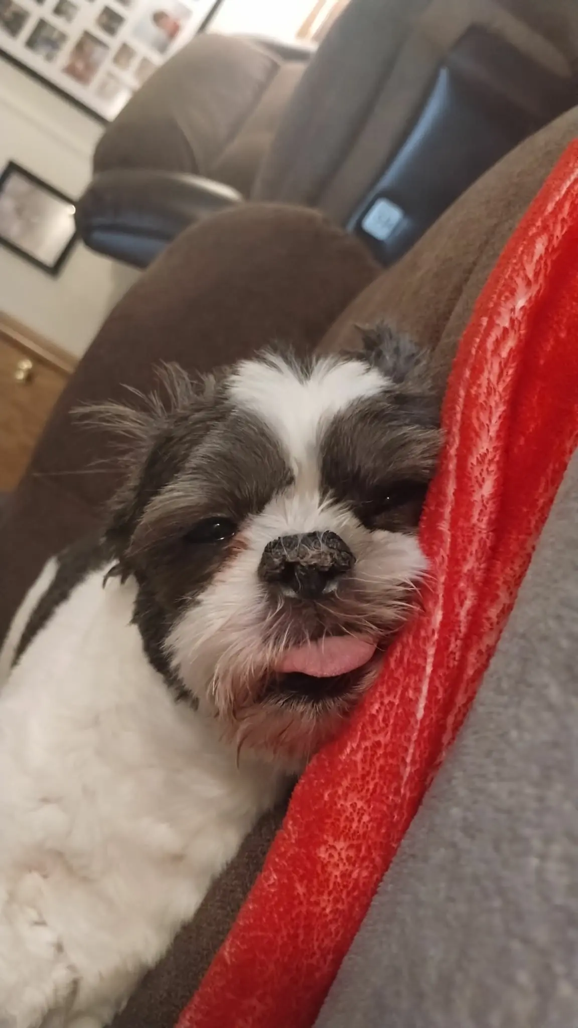 A small black-and-white dog resting with its tongue out.