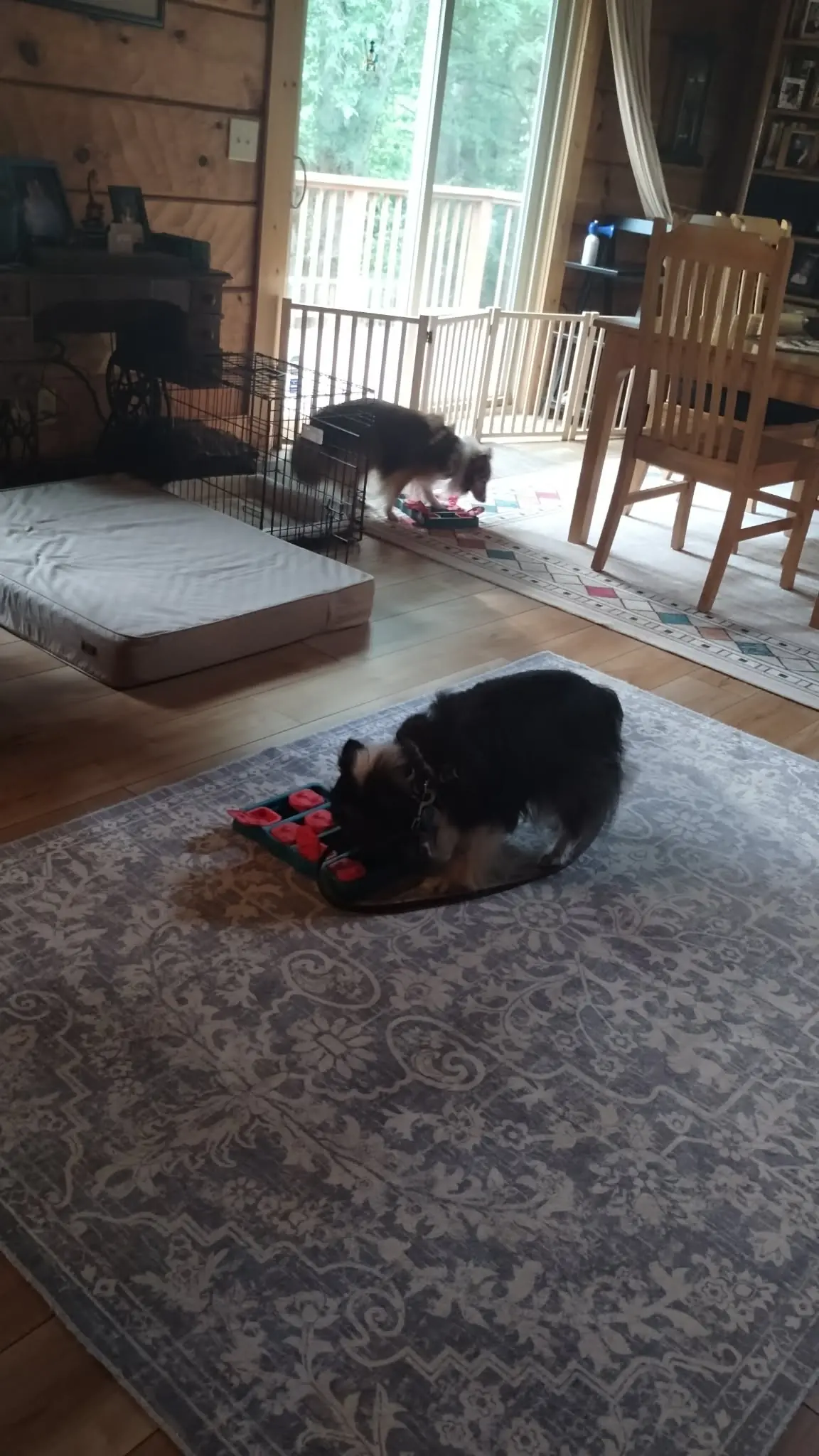 Two dogs relaxing in a familiar living room.