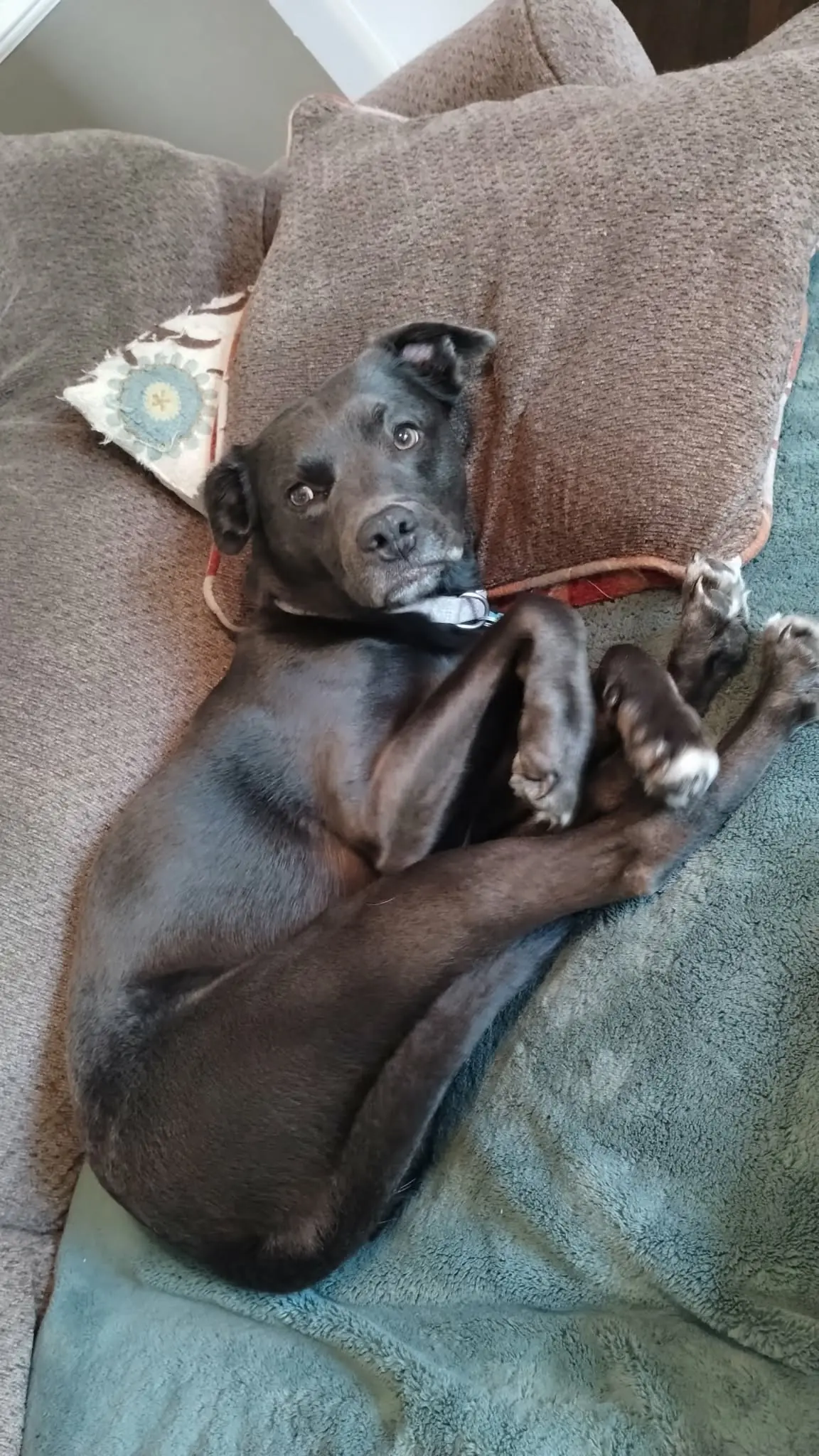 A black dog lounging happily on a couch.