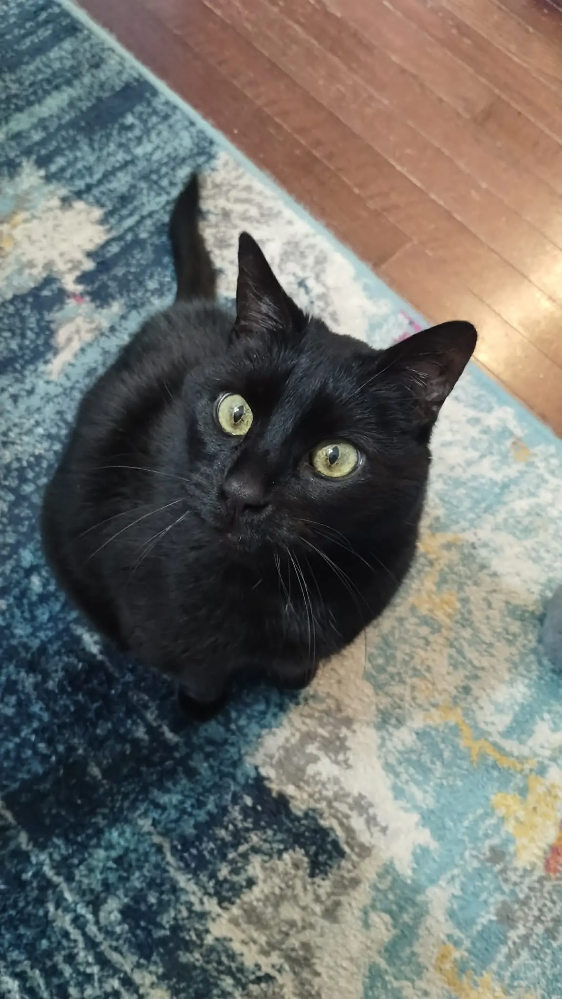 A black cat looking up with wide green eyes.