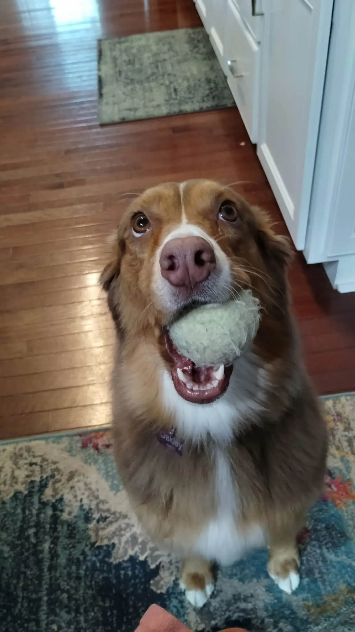 A golden dog proudly holding a favorite ball.