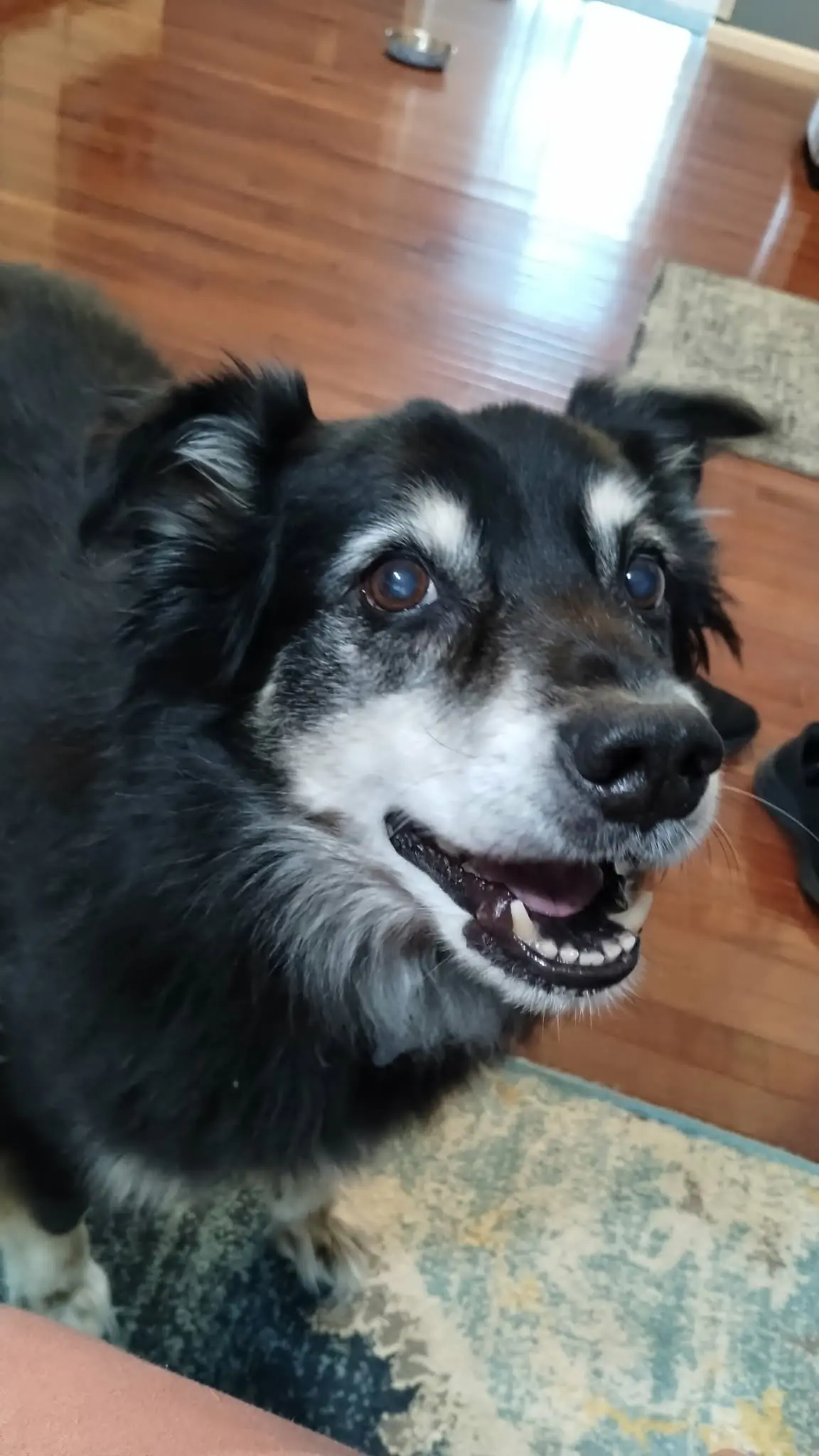 A smiling senior black-and-white dog.
