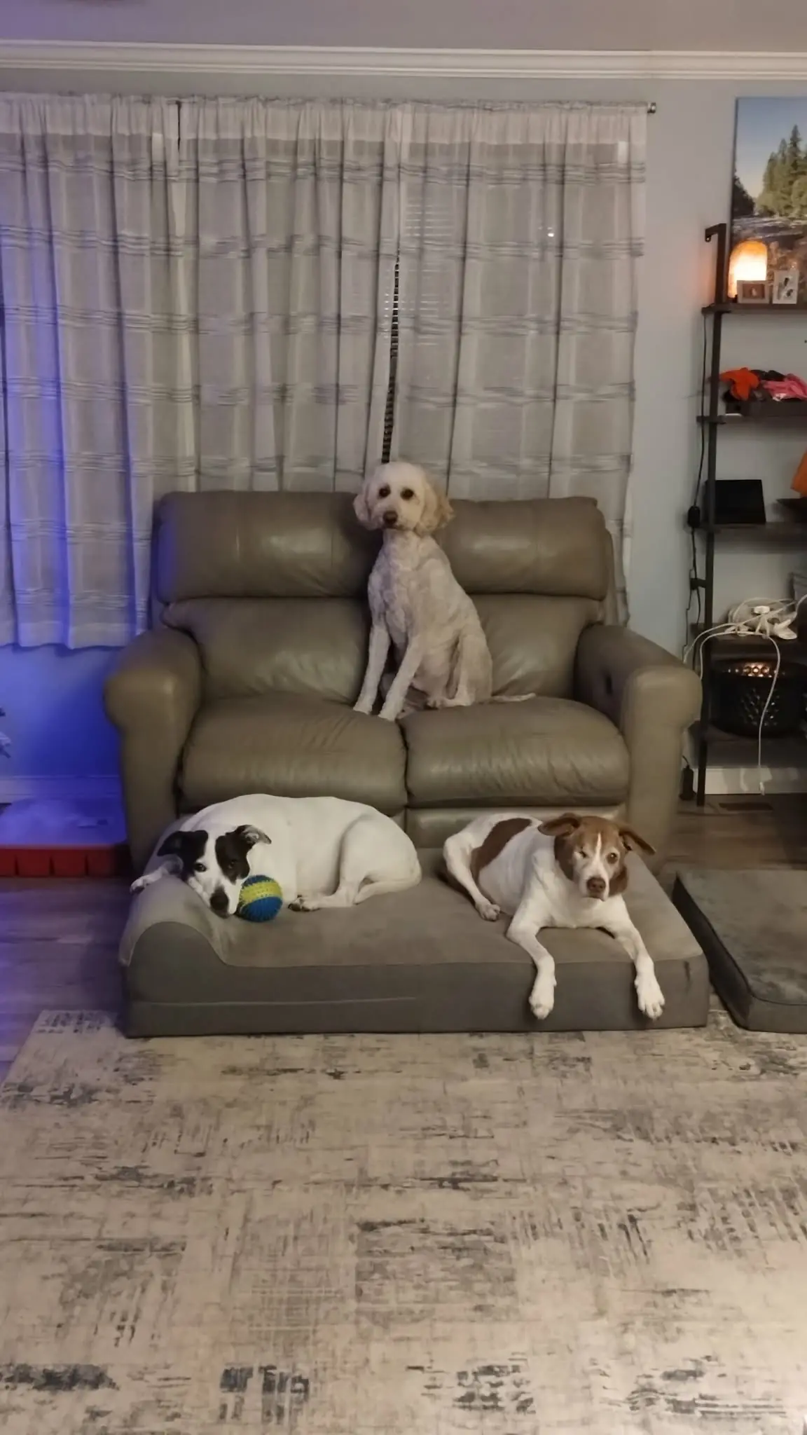 Three dogs relaxing together on couches at home.