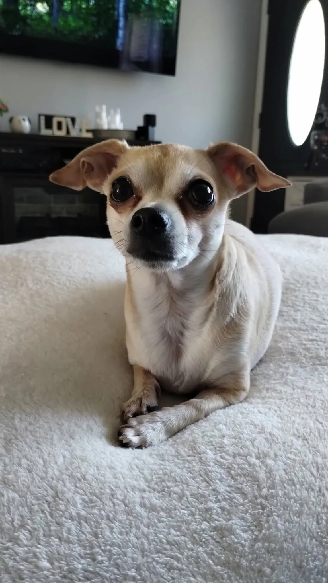 A small tan-and-white dog sitting on a soft blanket.