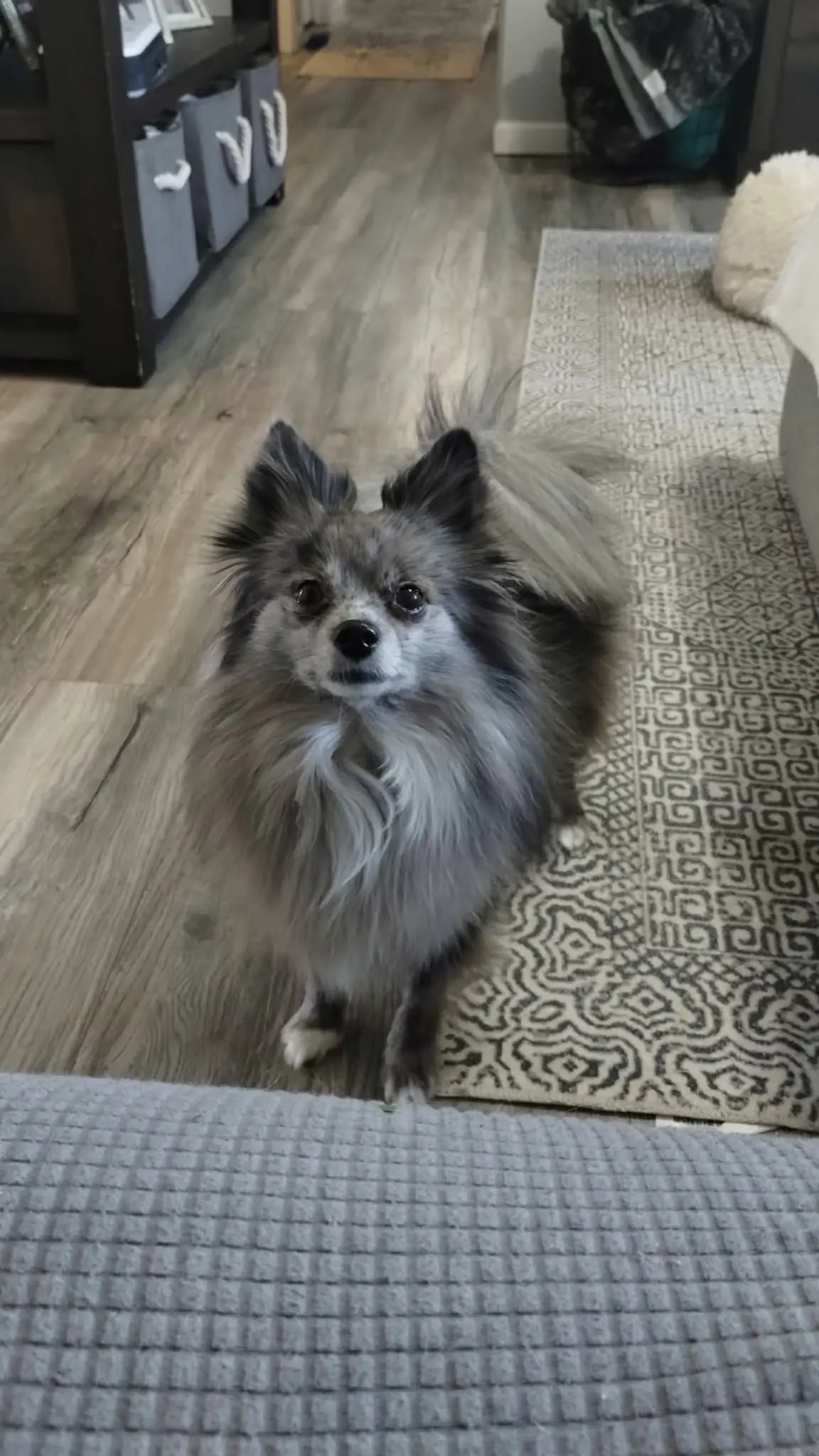A small fluffy gray dog standing indoors.