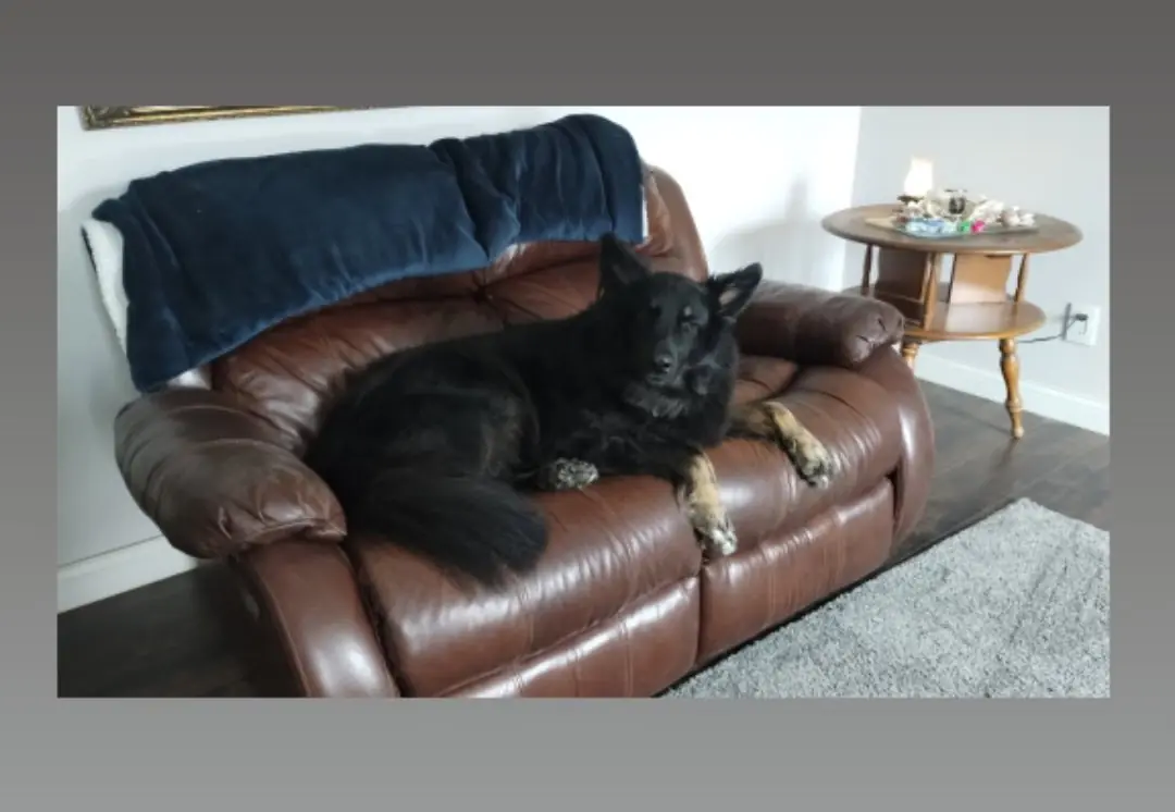 Two pets resting together on a leather sofa.