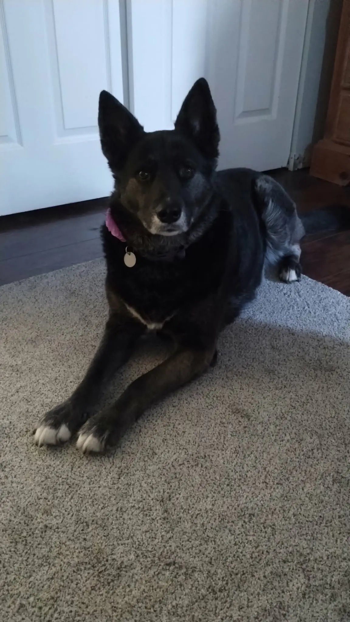 A black-and-tan dog sitting patiently on a carpet.