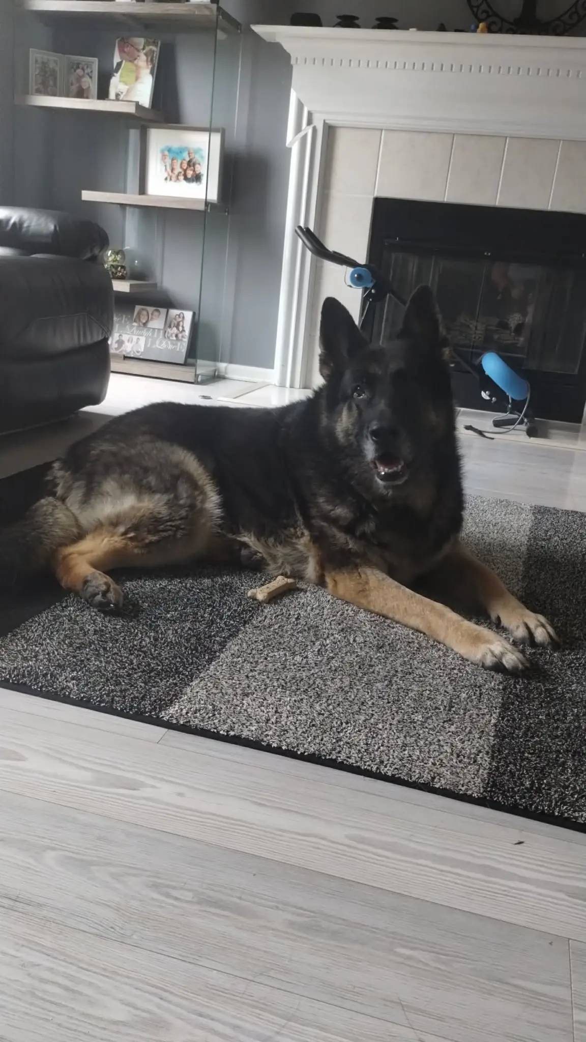 A shepherd dog resting near the front door.